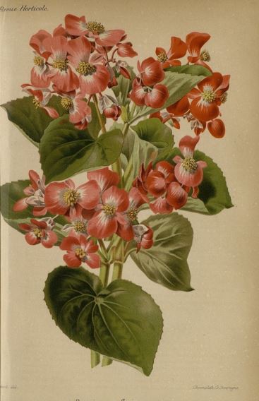 B. ‘Weltoniensis Semperflorens Rosea’